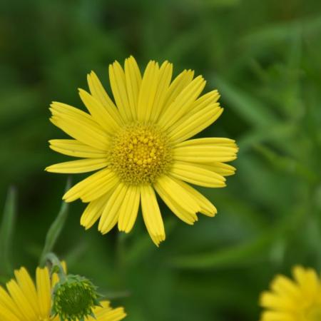 Telekia speciosa (Buphthalmum)