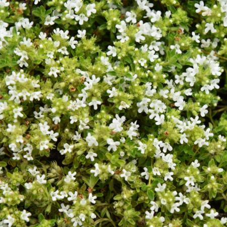 Thymus praecox 'Albiflorus'