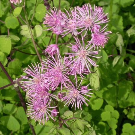 Thalictrum aquilegifolium