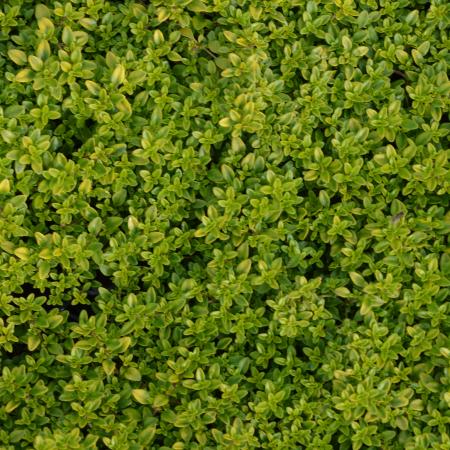 Thymus citriodorus 'Bertram Anderson'