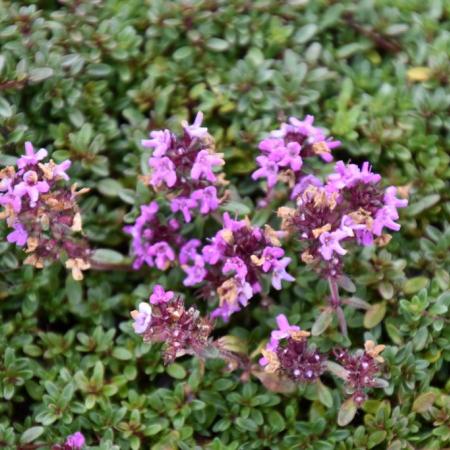 Thymus praecox 'Coccineus'