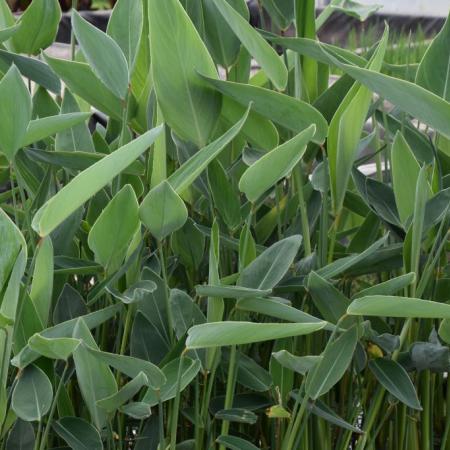 Thalia dealbata 30 Liter