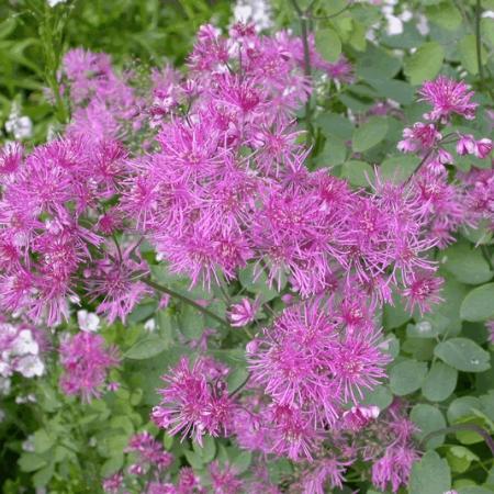 Thalictrum delavayi