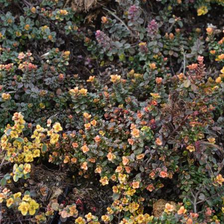 Thymus 'Doone Valley'