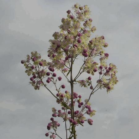 Thalictrum hybride 'Elin'