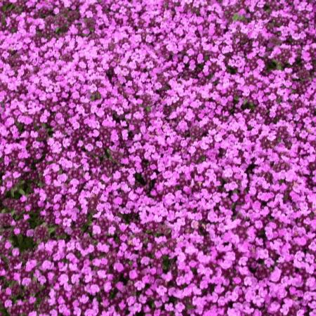 Thymus praecox 'Purple Beauty'