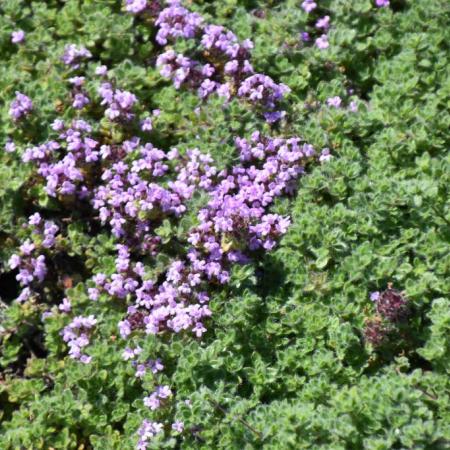 Thymus praecox var. pseudolanuginosus'