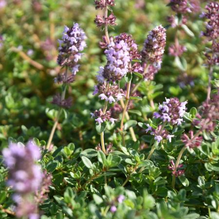 Thymus pulegoides