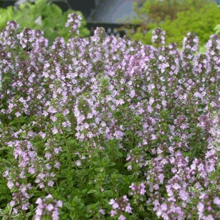 Thymus citriodorus 'Silver Queen'