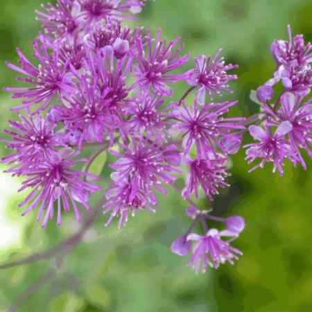 Thalictrum aquilegifolium 'Thundercloud'