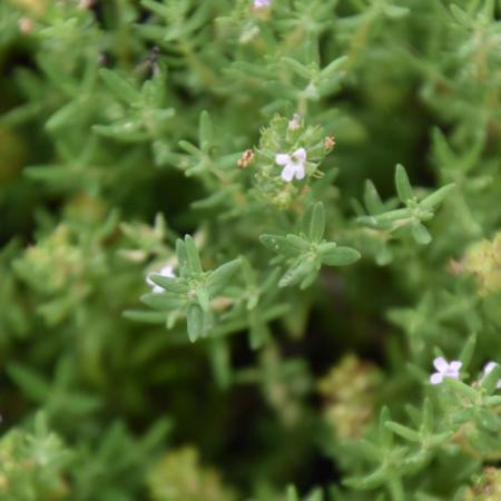 Thymus vulgaris