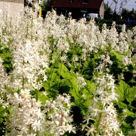 Tiarella cordifolia