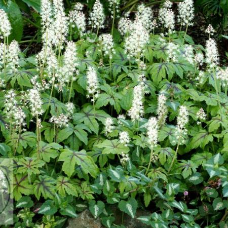 Tiarella hybride 'Jeepers Creepers'