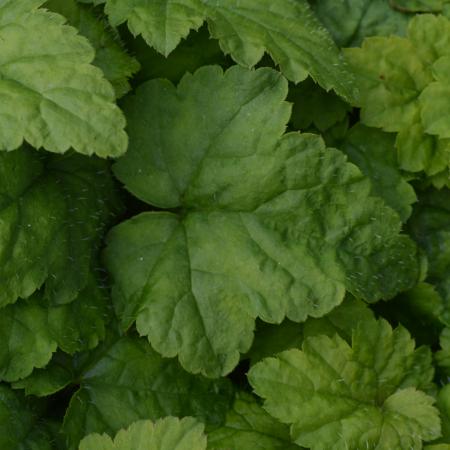 Tiarella cordifolia 'Moorgrün'