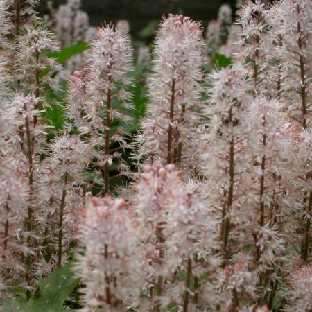Tiarella 'Pink Bouquet'