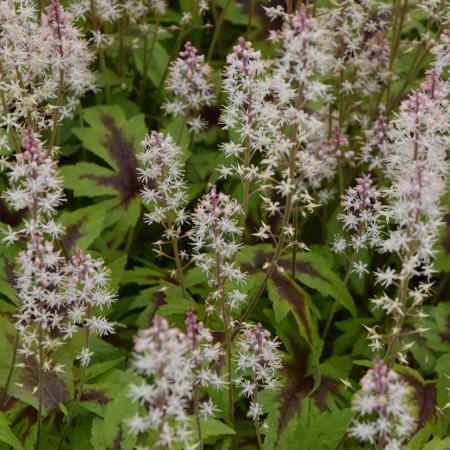 Tiarella 'Sugar and Spice'