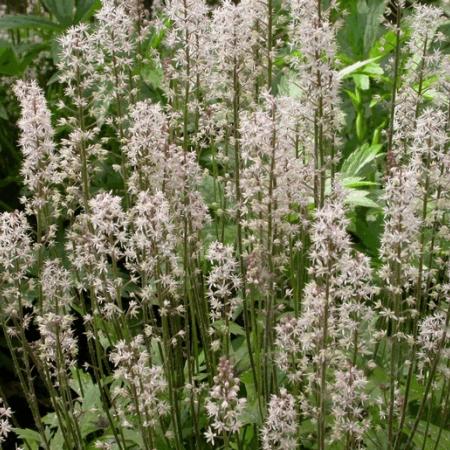 Tiarella 'Skeleton Key'