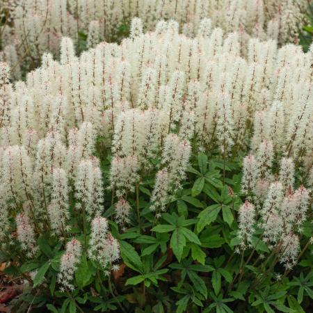 Tiarella hybride 'Spring Symphony'