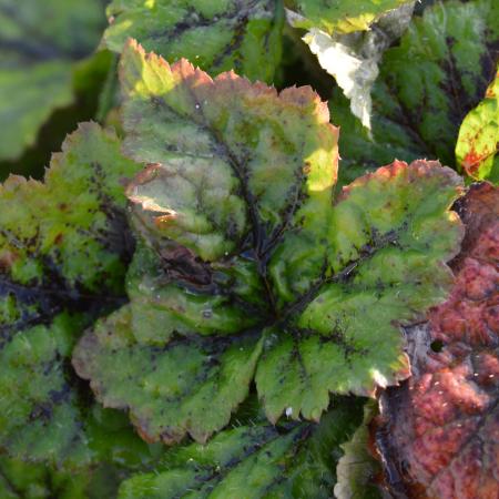 Tiarella 'Tiger Stripe'