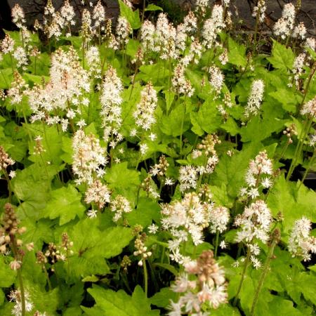 Tiarella wherryi