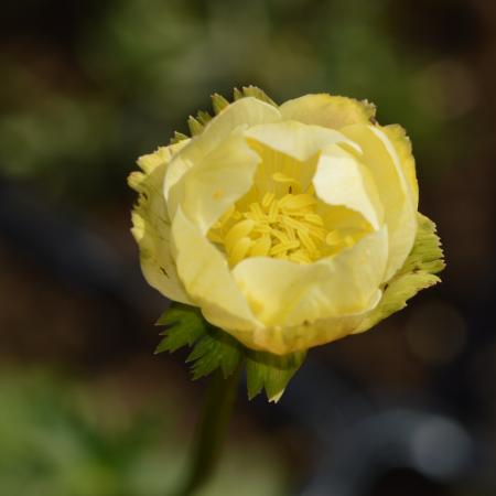 Trollius 'Alabaster'