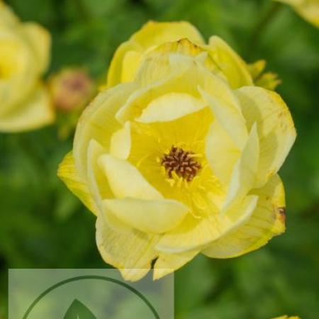 Trollius 'Cheddar'