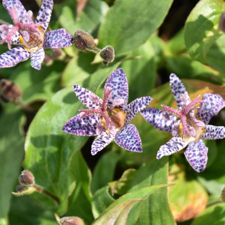 Tricyrthis 'Dark Form'