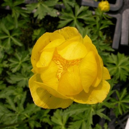 Trollius europaeus