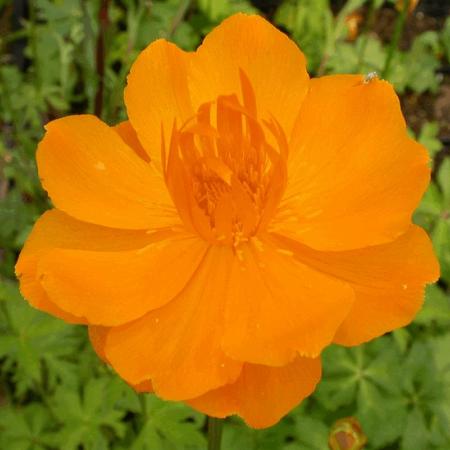 Trollius chinensis 'Golden Queen'