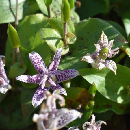 Tricyrtis hirta