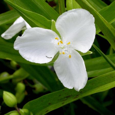 Tradescantia andersoniana 'Innocence'