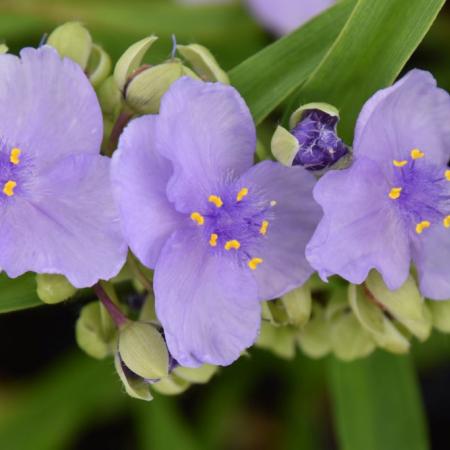 Tradescantia andersoniana 'Little Doll'