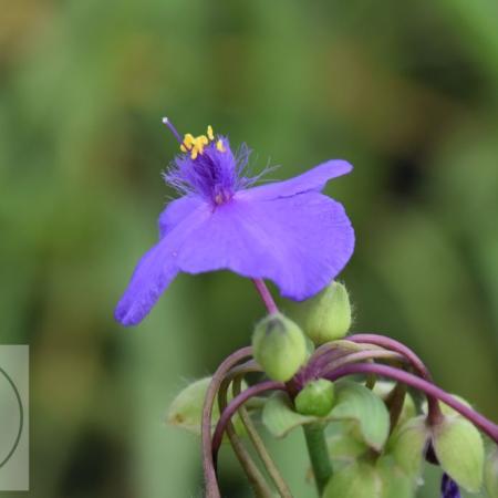 Tradescantia andersoniana 'Leonora'