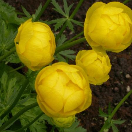 Trollius 'Lemon Queen'