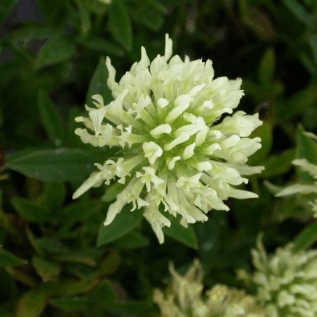 Trifolium ochroleucon