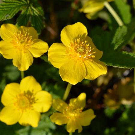 Trollius pumilus