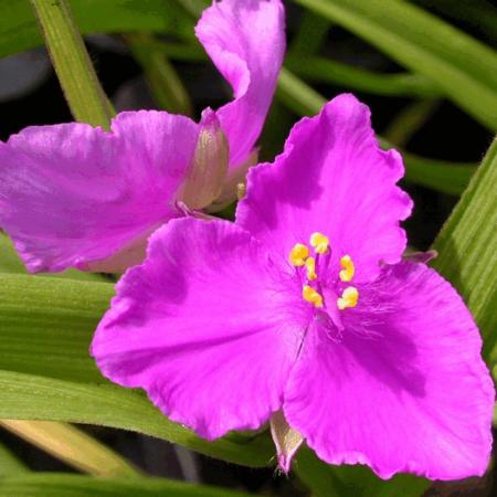 Tradescantia andersoniana 'Rubra'