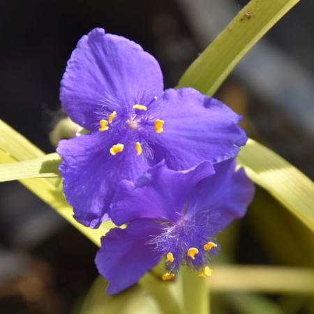 Tradescantia andersoniana 'Sweet Kate'