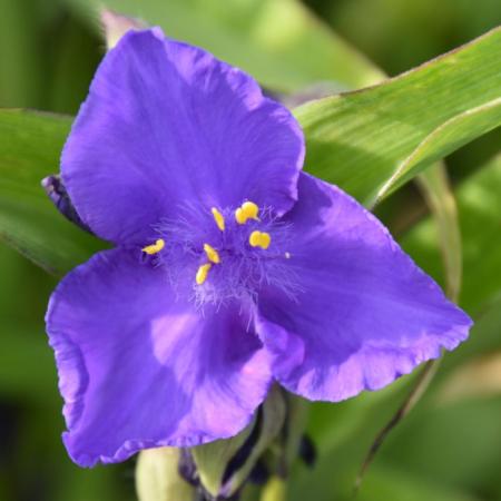 Tradescantia andersoniana 'Zwanenburg Blue'