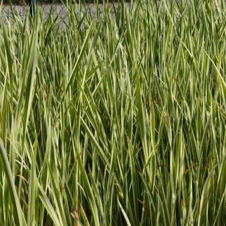 Typha latifolia 'Variegata'