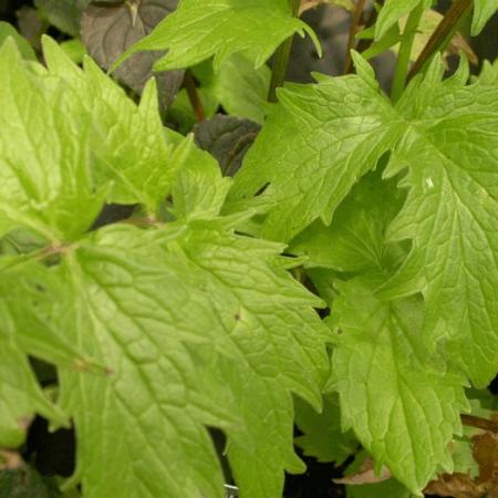 Valeriana officinalis