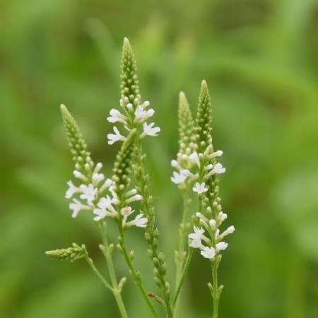 Verbena hastata 'Alba'