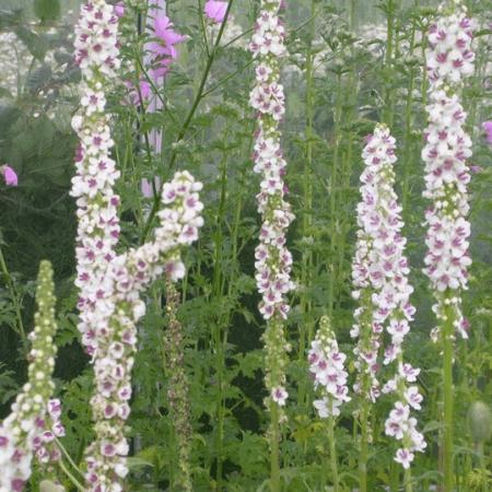 Verbascum chaixii 'Album'