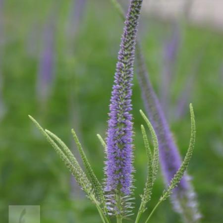 Veronicastrum virginicum 'Apollo'