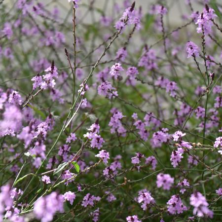 Verbena officinalis 'Bampton'