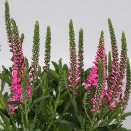 Veronica spicata 'Bubblegum Candles'