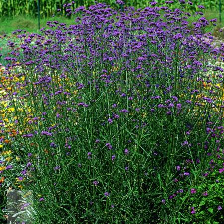 Verbena bonariensis