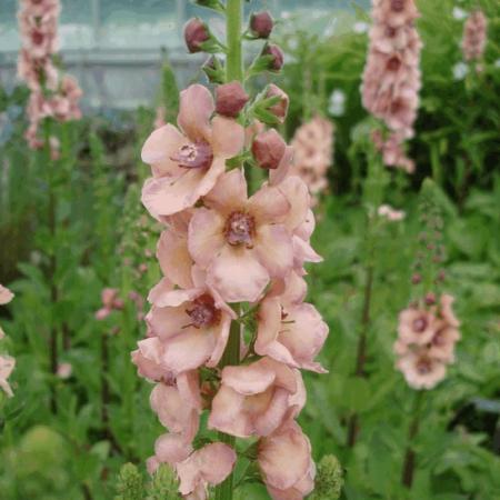 Verbascum 'Cotswold Queen'