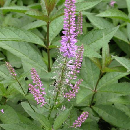 Veronicastrum virginicum 'Fascination'