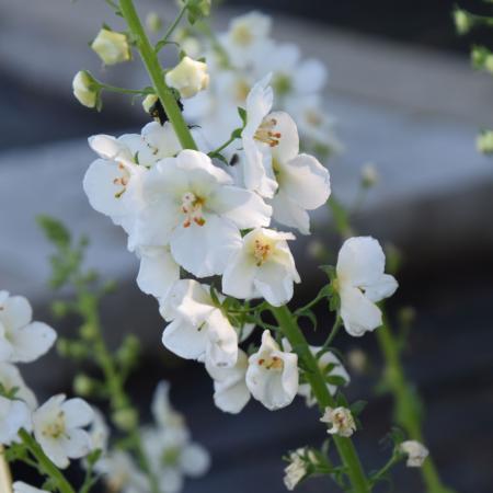 Verbascum hybride 'Flush of White'